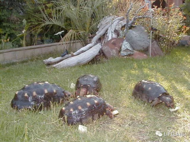 红腿陆龟怎么养活,新手养红腿陆龟准备什么