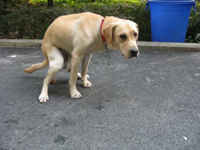 狗狗的便便怎么样才算正常,狗狗健康的便便是怎么样的