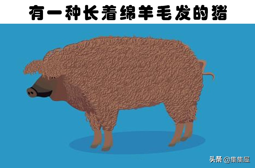 6个关于老鼠的有趣小知识,6个关于老鼠的有趣知识