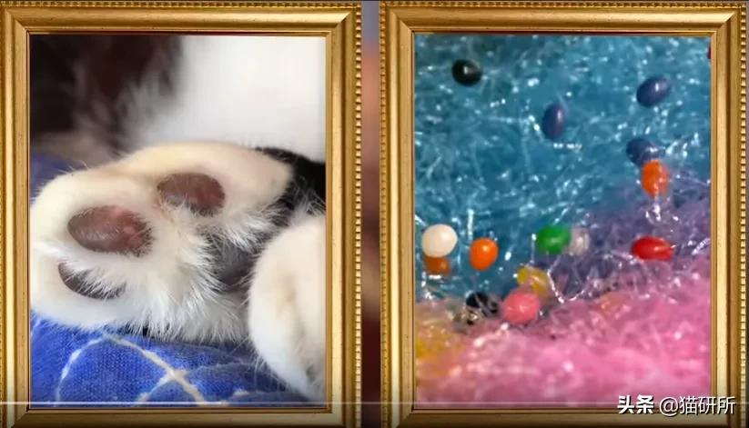 猫爪有什么隐藏的秘密,猫爪爪有哪些冷知识