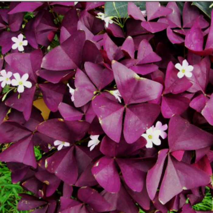 景观草花图,地被类的花草图片