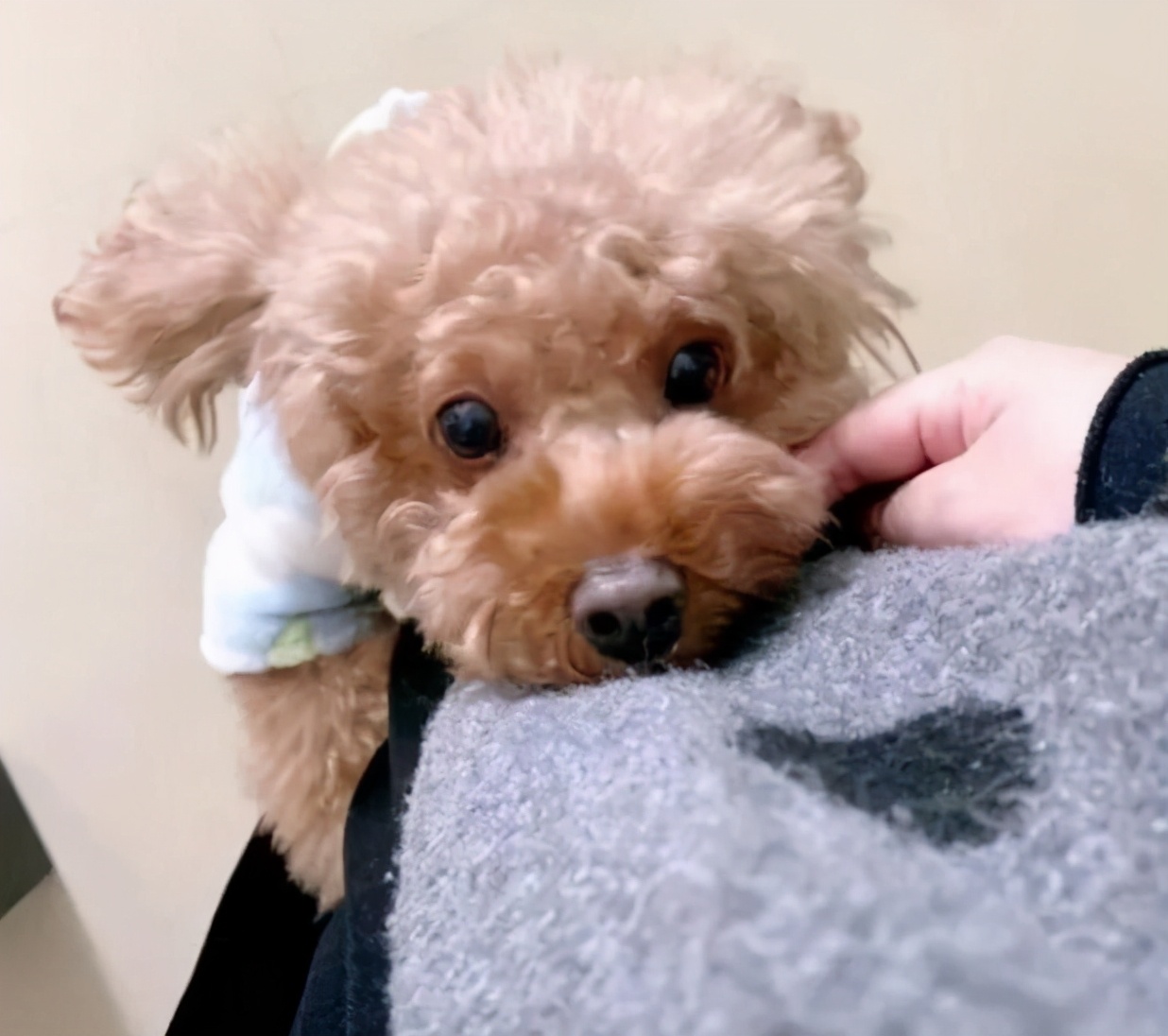 实不相瞒，泰迪犬“拆蛋”后会有这5个变化