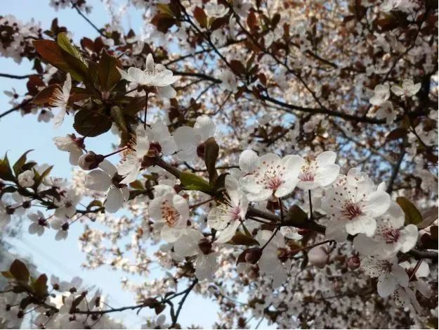 看到花的时候,不知是什么花?那就收下这份百花图谱