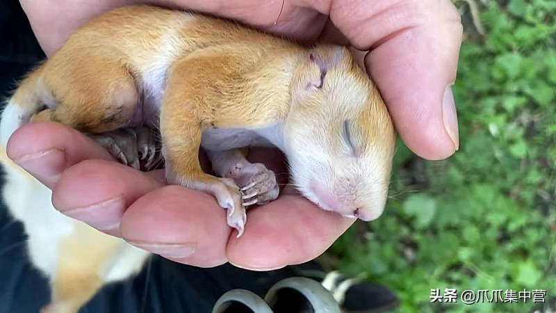 宠物松鼠当妈妈了，好心帮它清理小窝，它却把松鼠宝宝扔了？