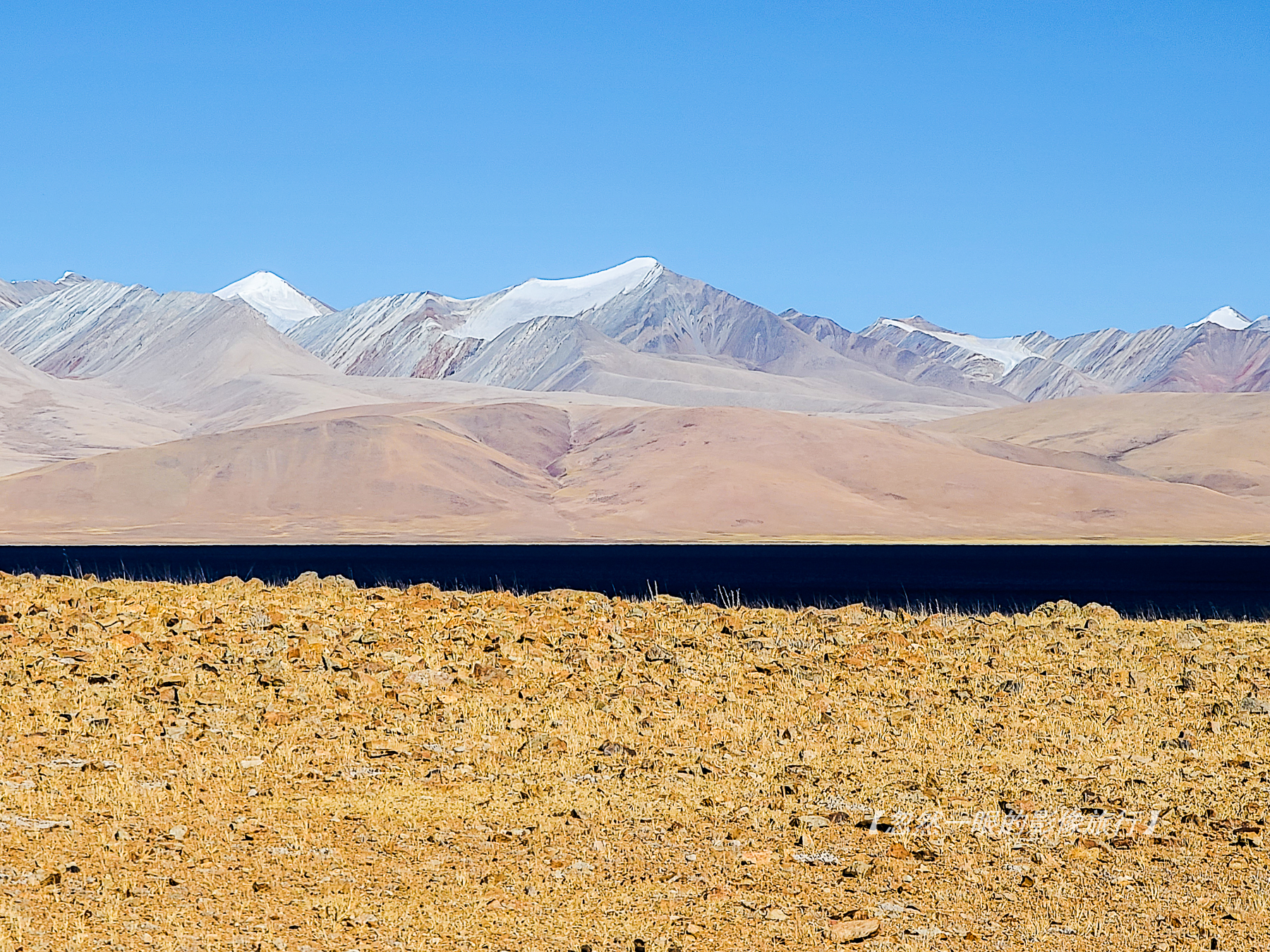 阿里无人区野狼出没,阿里无人区狐狸
