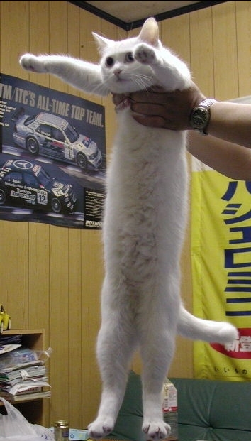 戴上了金箍就要放下七情六欲,今日萌图