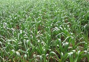 2022年大蒜估计比去年多吗,2020年大蒜种植的多吗