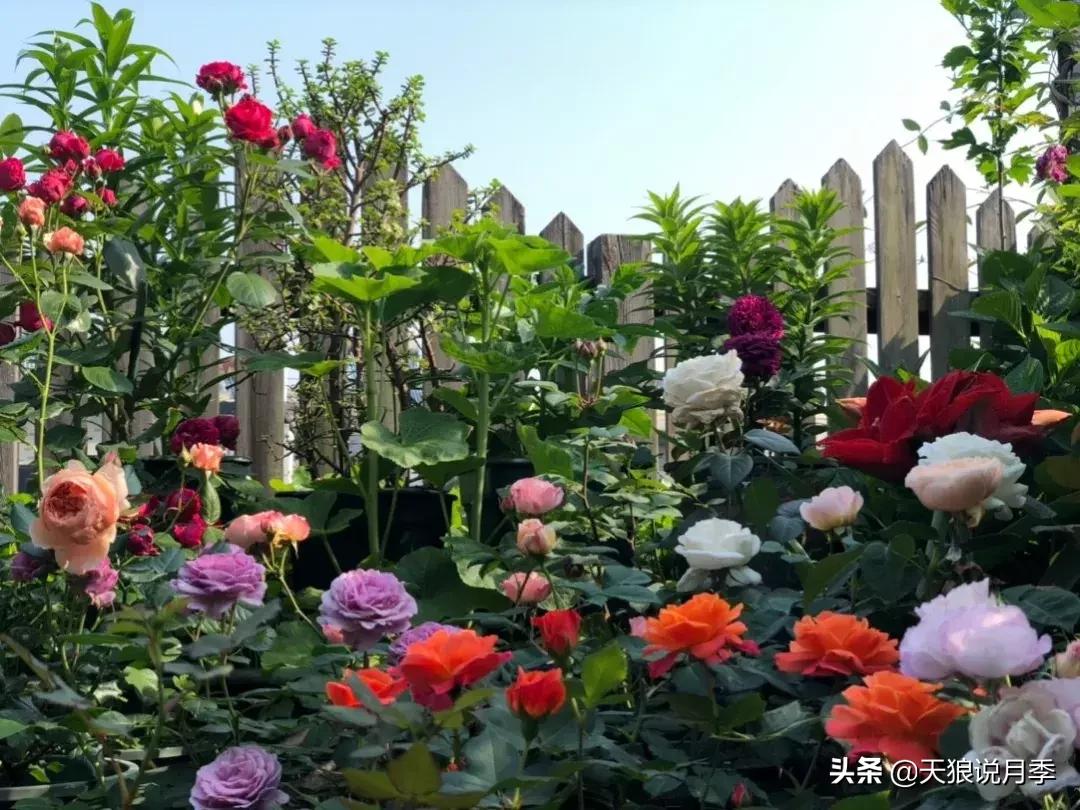 阳台种月季光照少怎么办,光照不好可以养石榴吗