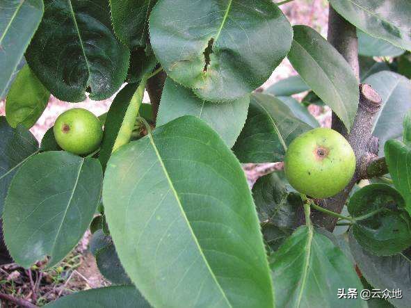 梨子坐果率低的原因,梨疏果的正确疏法