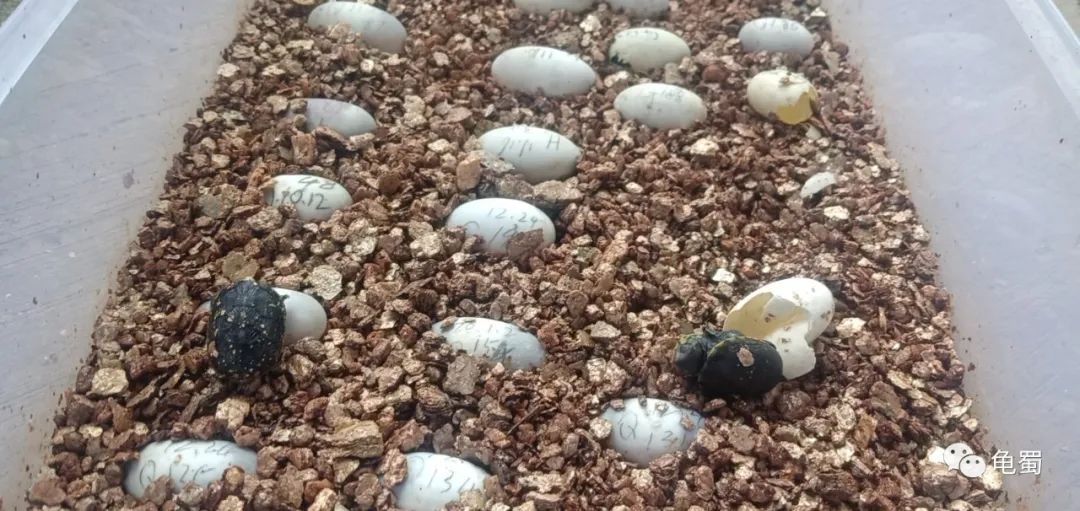 minimonster杭州,minimonster绘本