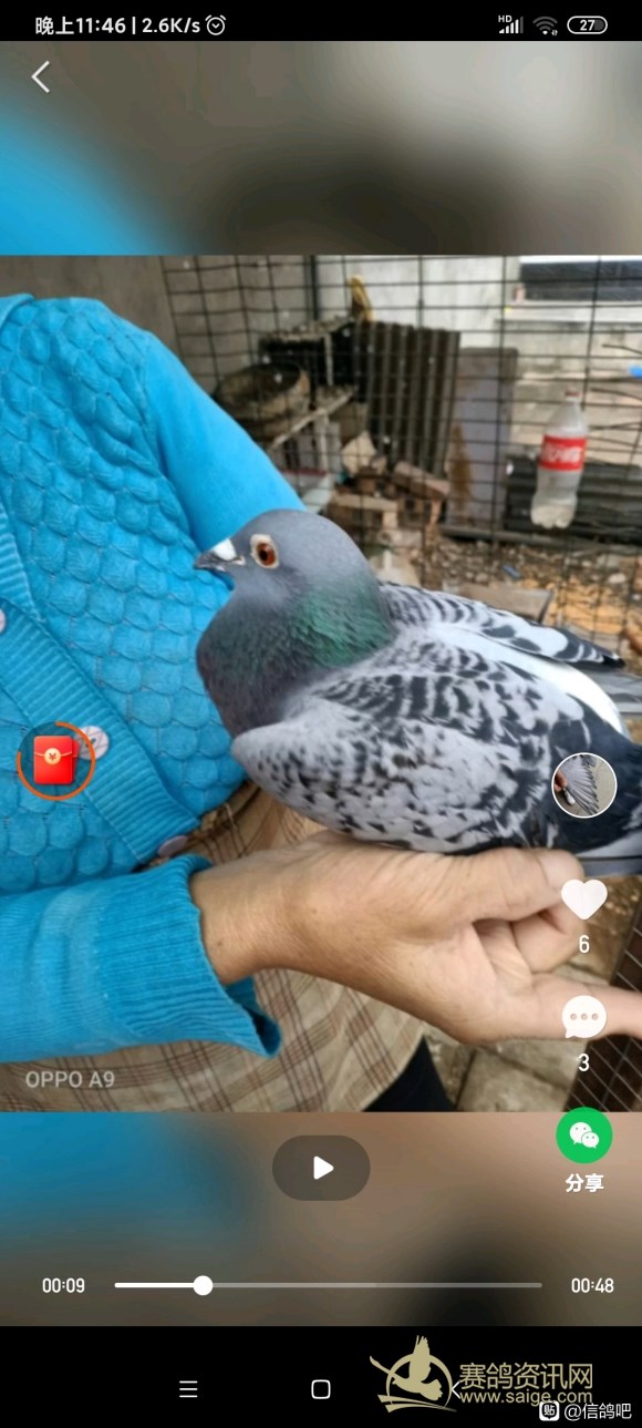 断指一年后恢复图片,断腿鸽子还能站起来吗