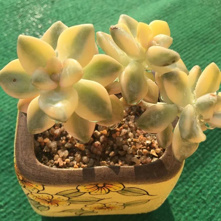 五颜六色的透明多肉,颜色超好看的多肉