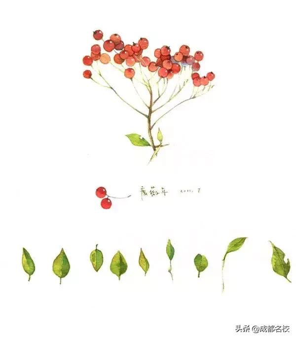 电子科大附小在成都小学排名,成都电子科大附属小学沙河校区