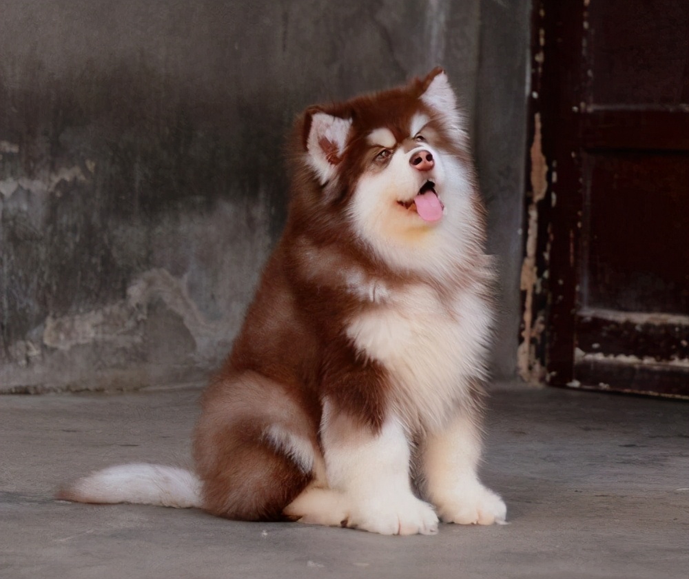 阿拉斯加幼犬狗粮推荐排行榜,阿拉斯加幼犬喂什么品牌的狗粮