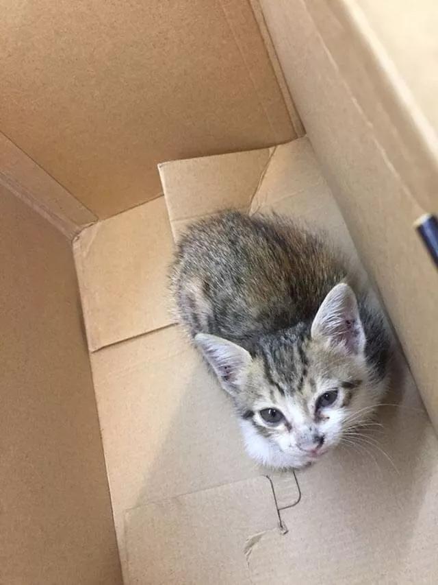 性格最温顺的小猫咪是什么,养一只超凶的小猫咪是什么体验