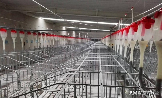 详述猪子宫炎的诊断及治疗措施