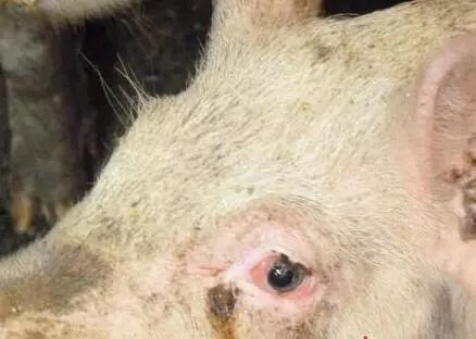 中西医结合应用望、闻、问、切诊断家畜疾病立马提升您诊疗能力