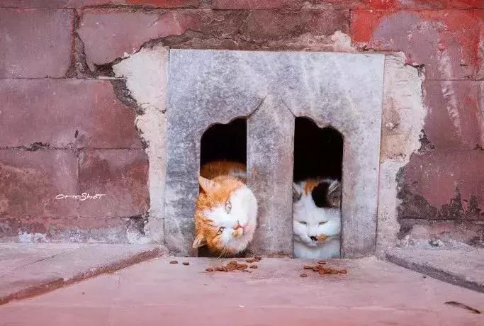 比起故宫猫，毫无颜值的西域骆驼，却在丝绸之路上火了两千多年