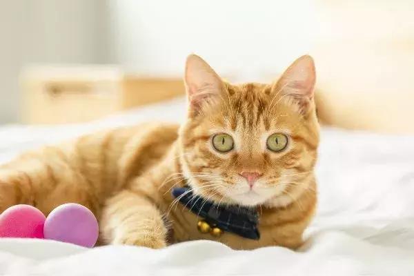 虐猫怎么处理最好,为什么虐猫的越来越多了