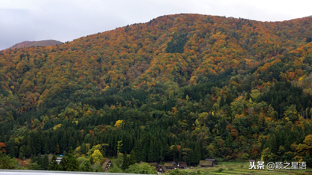 日本锅和德国锅哪个好,日本上万的锅