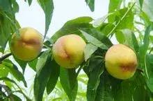 上海南汇：“金大团，银新场，铜周浦，铁惠南”这句话还灵吗？