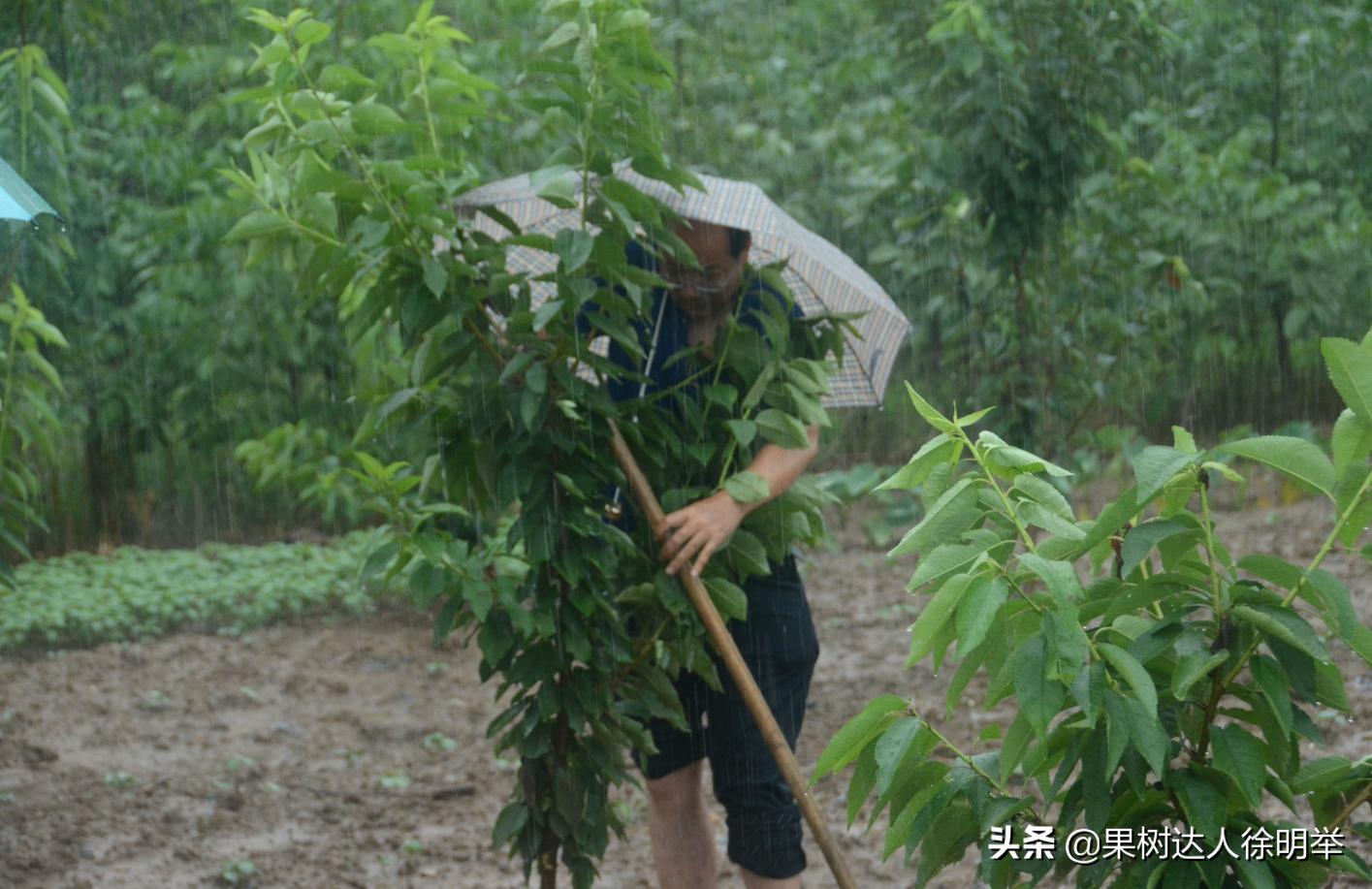 北旱南涝，同时也要预防旱涝急转，多雨季节果树管理怎管理