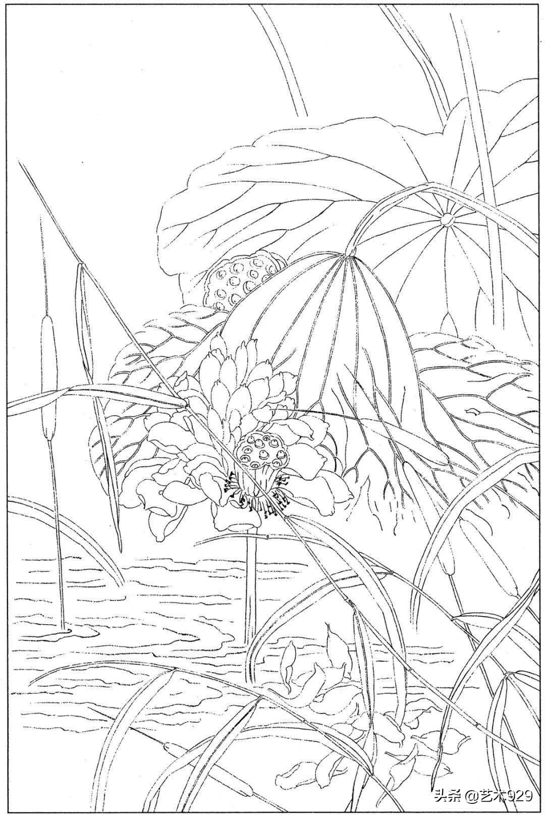 适合初学者的荷花白描画稿,荷花小品实用白描画稿