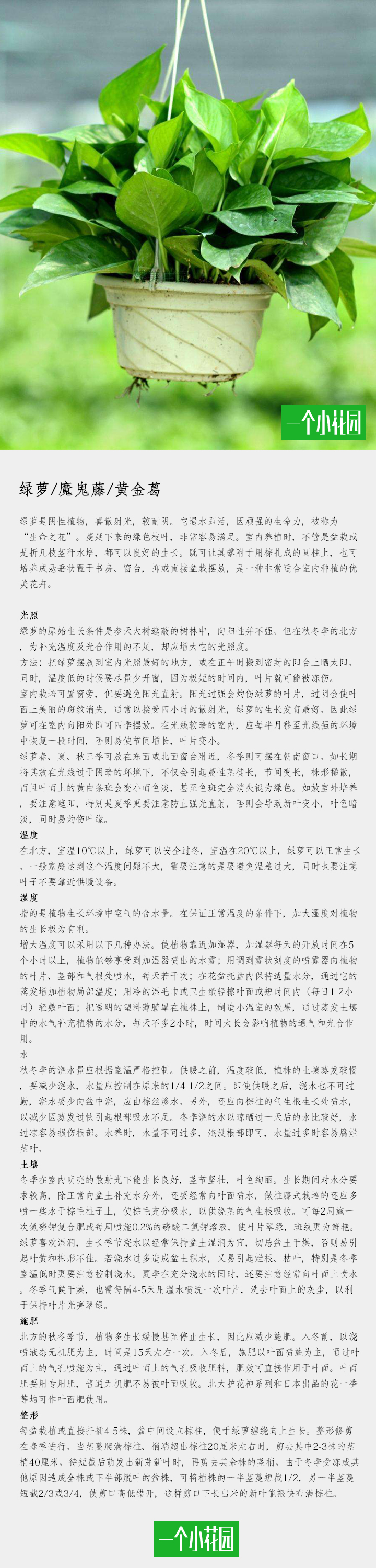 黄金葛和绿萝一样吗能吃吗,黄金葛和绿萝的区别图片对比