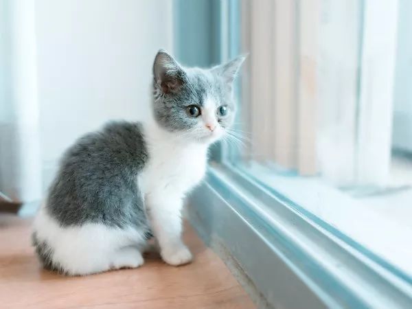 猫咪得了抑郁症后该怎么治,猫咪得了抑郁症该怎么治疗