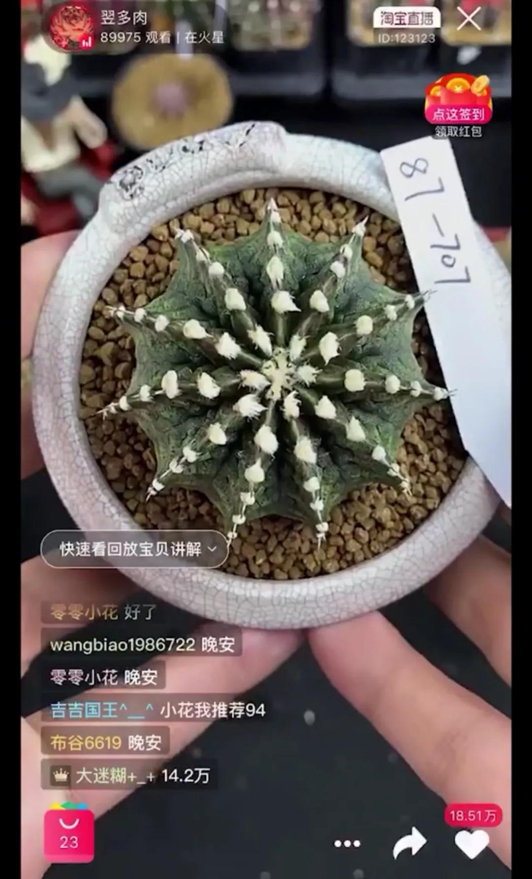 多肉直播一棵包邮,一棵多肉600万出售