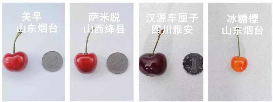 樱桃测评博主,樱桃测评