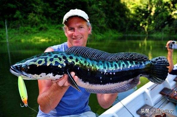 雷龙苗子到家如何饲养,养殖雷龙鱼鱼缸怎么布置