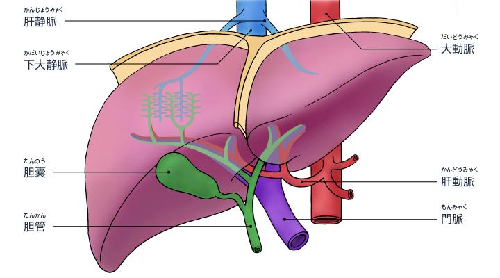 胆道系统解剖生理讲课视频,超声胆道系统的解剖生理