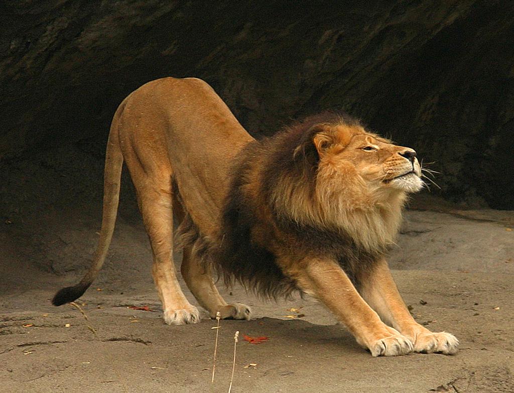 查尔斯阿特拉斯vs李小龙,查尔斯阿特拉斯健身视频