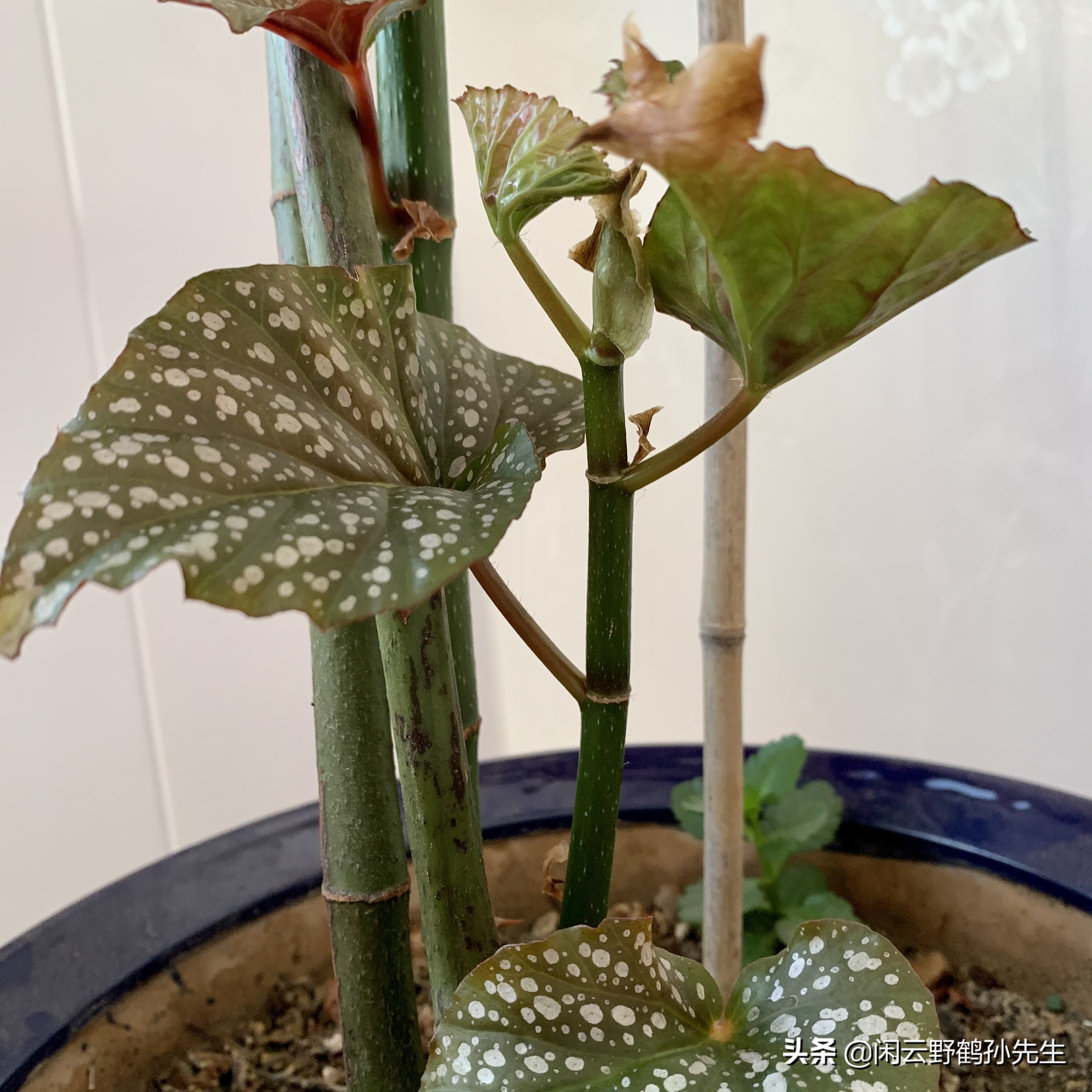 十种养不死的室内秋海棠绿植,竹节秋海棠花怎么养小技巧干货