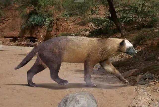 艾克猛,鼬科獾形动物