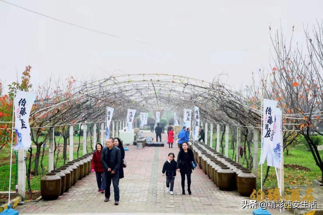 伯臻酒庄,伯臻酒庄自动售酒