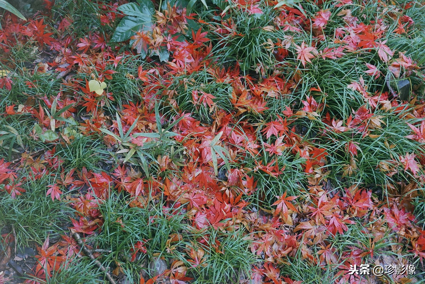 婺源紫阳镇熹园,婺源紫阳熹园