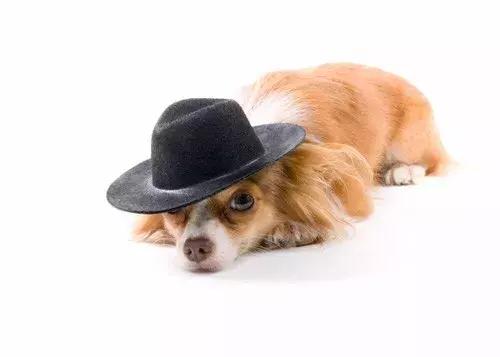 关于狗狗怀孕、孕期的最全知识储备，铲屎官快快收藏备用！