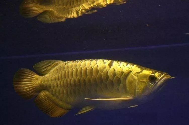 世界顶级淡水鱼大全,世界上顶级鱼类大全