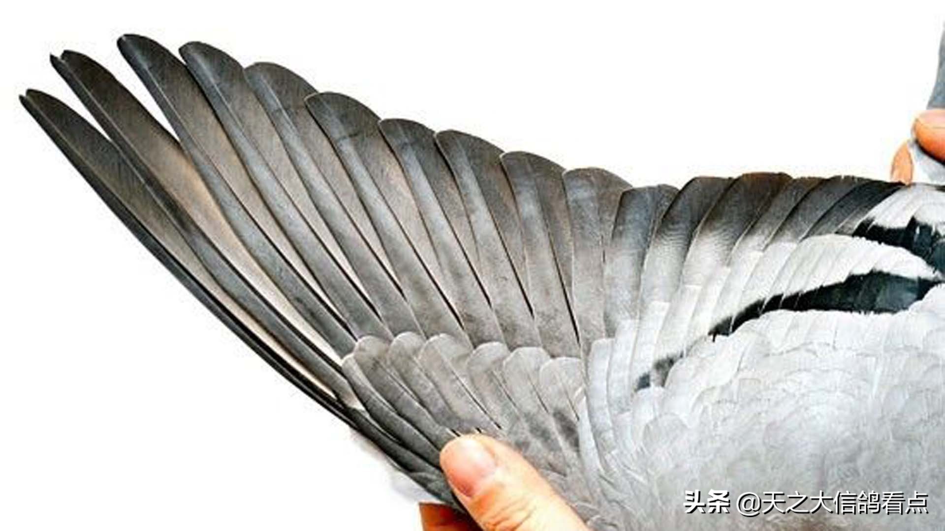 信鸽防治有几种药,信鸽最新资讯