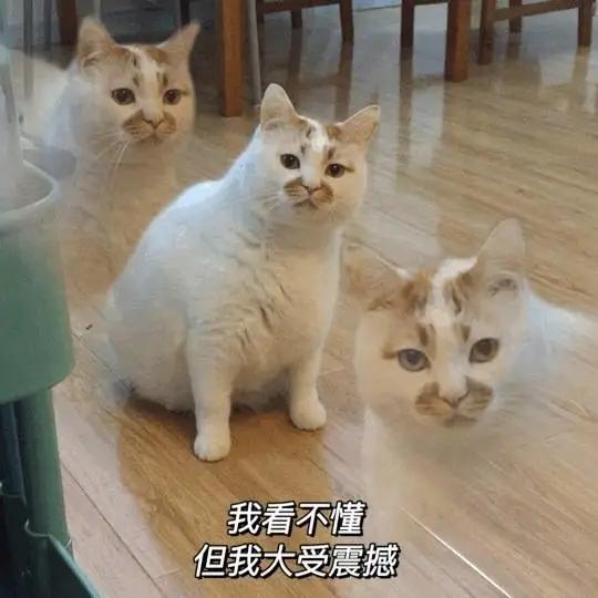 奇葩游戏steam,steam让人抓狂的游戏推荐