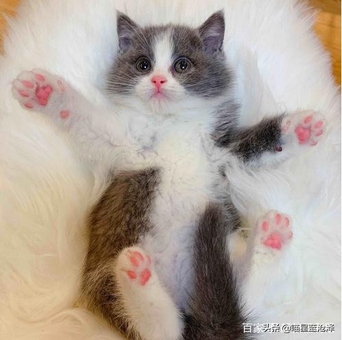 来看看英短蓝猫到底多可爱,英短蓝猫怎么才是正统