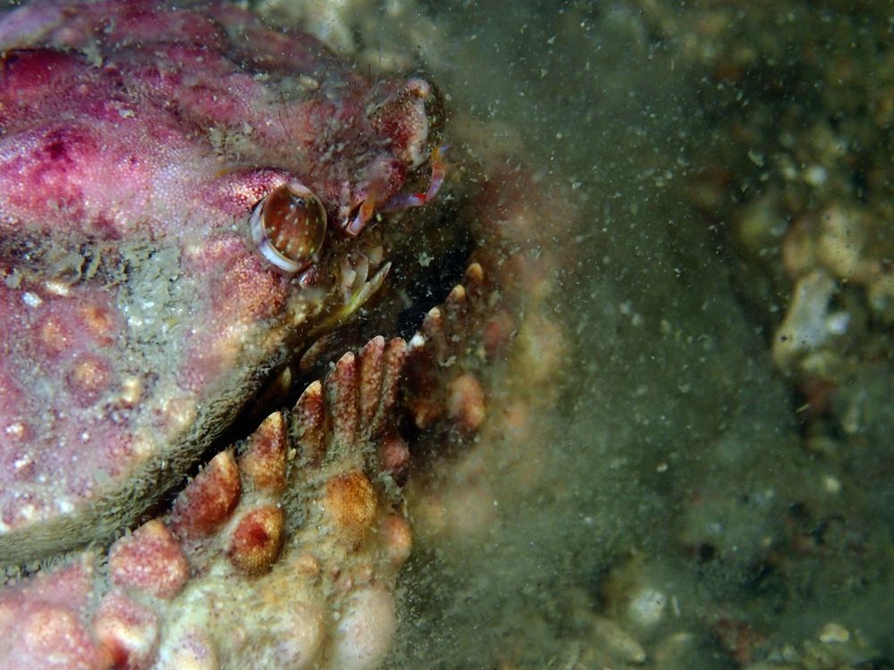 深圳海滩螃蟹品种,深圳海边的螃蟹品种