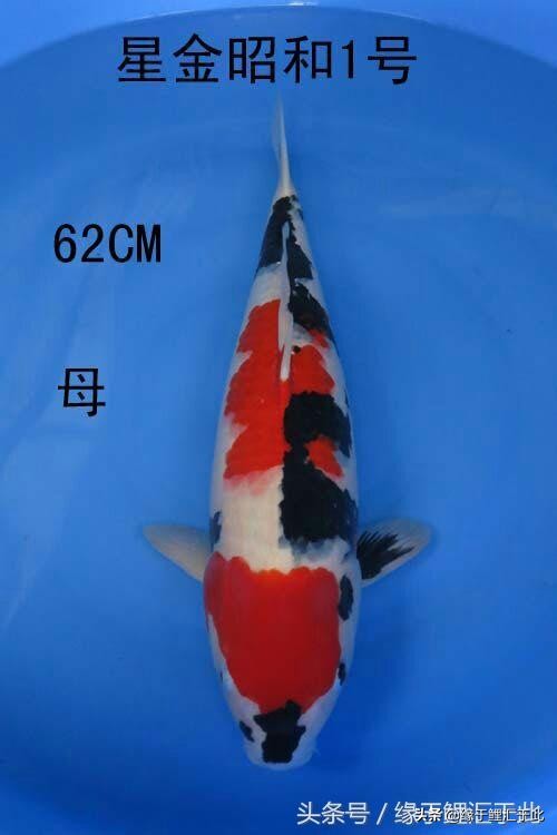 剖析那些你看不懂的锦鲤肢体语言