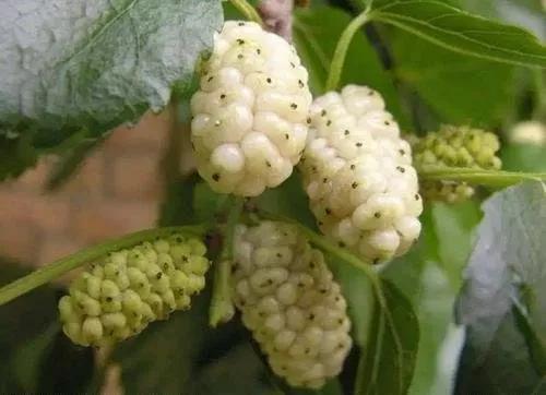 各种水果吃法时间表,7种水果要经常给孩子吃