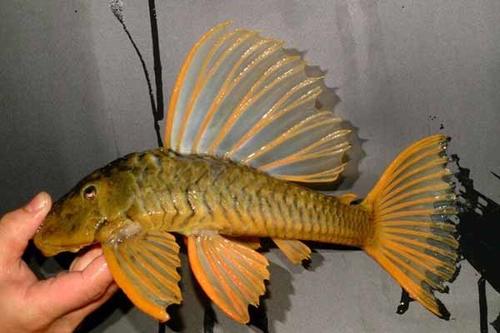 老百姓养得起的观赏鱼,皮实好养的本土观赏鱼有哪些