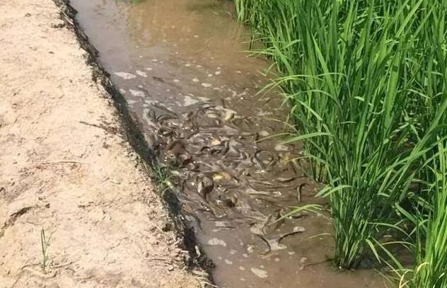 随州稻田泥鳅养殖技术,稻田泥鳅养殖池设计图