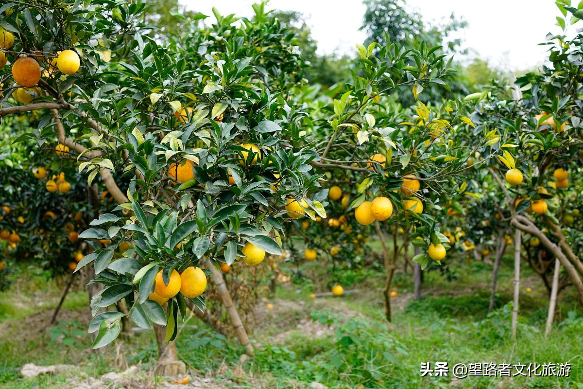 旗山农家小院,旗山农家乐