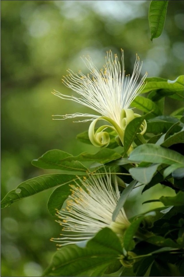想让发财树长高怎么办,发财树怎么浇水才能活得更长